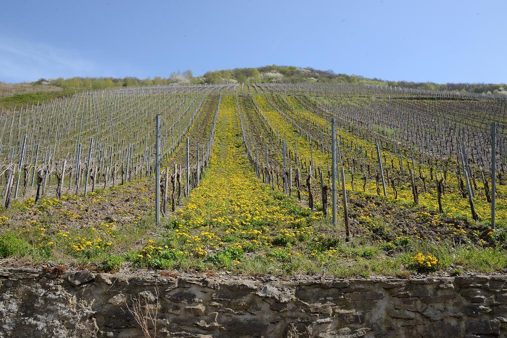 布里德尔Weingut Rosenbaum公寓 外观 照片